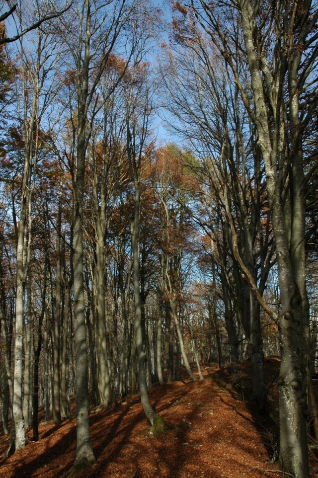 Parco Valentino al Monte Coltignone